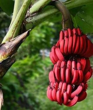 Plátano-Rojo